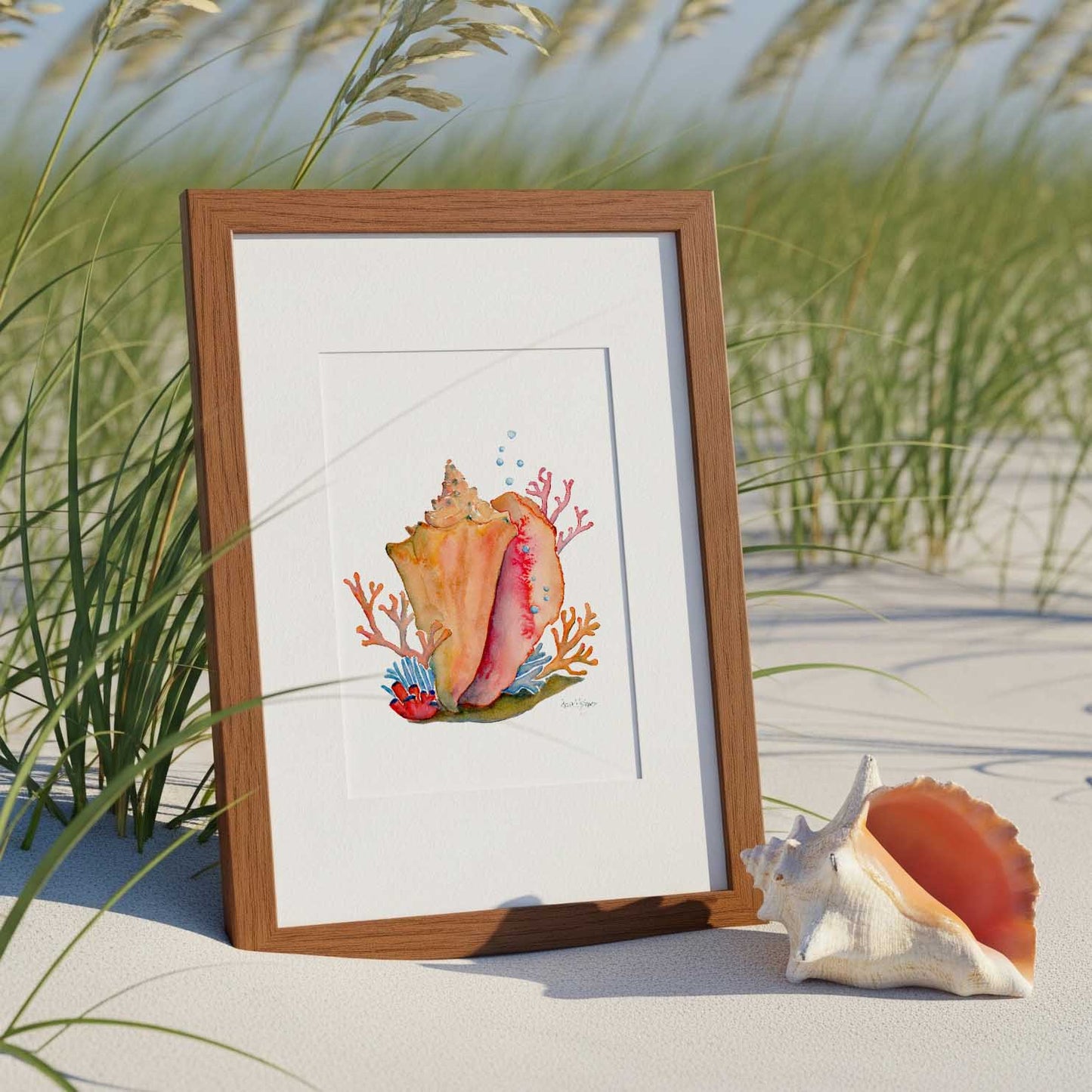 Conch & Coral art print - davidkjonesart