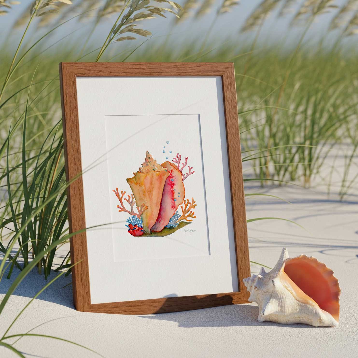 Conch & Coral art print - davidkjonesart
