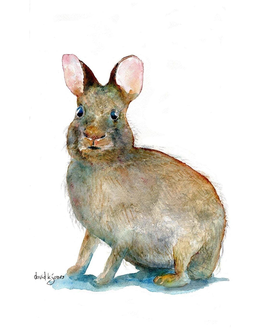 Florida Swamp Rabbit (original) - davidkjonesart