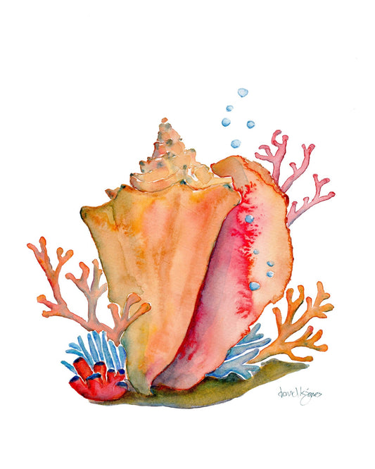 Conch & Coral art print - davidkjonesart