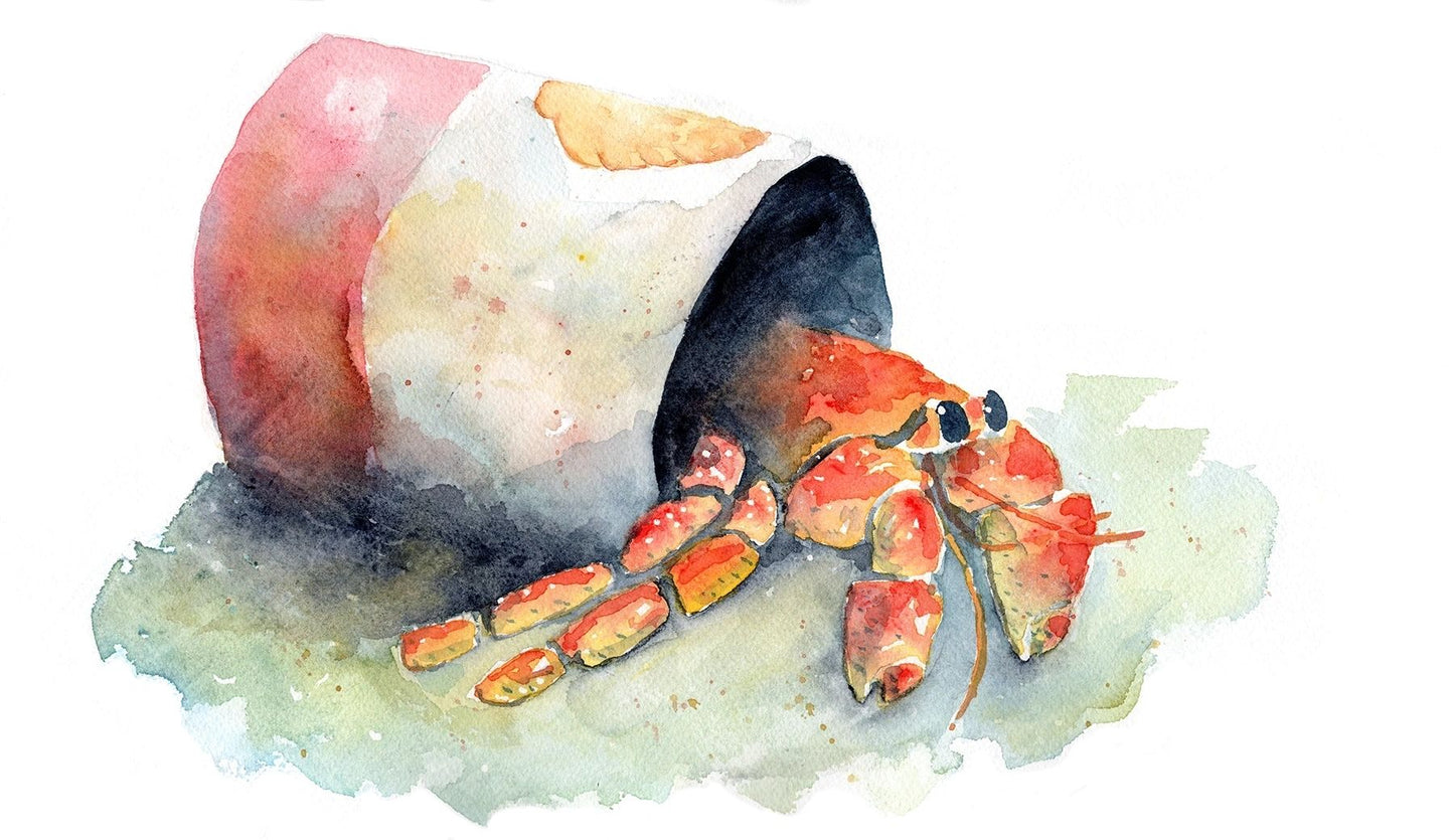Crab in Shell (original watercolor) - davidkjonesart