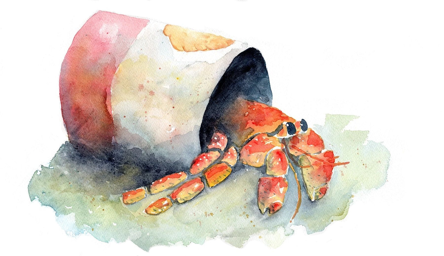 Hermit Crab in Shell (print) - davidkjonesart