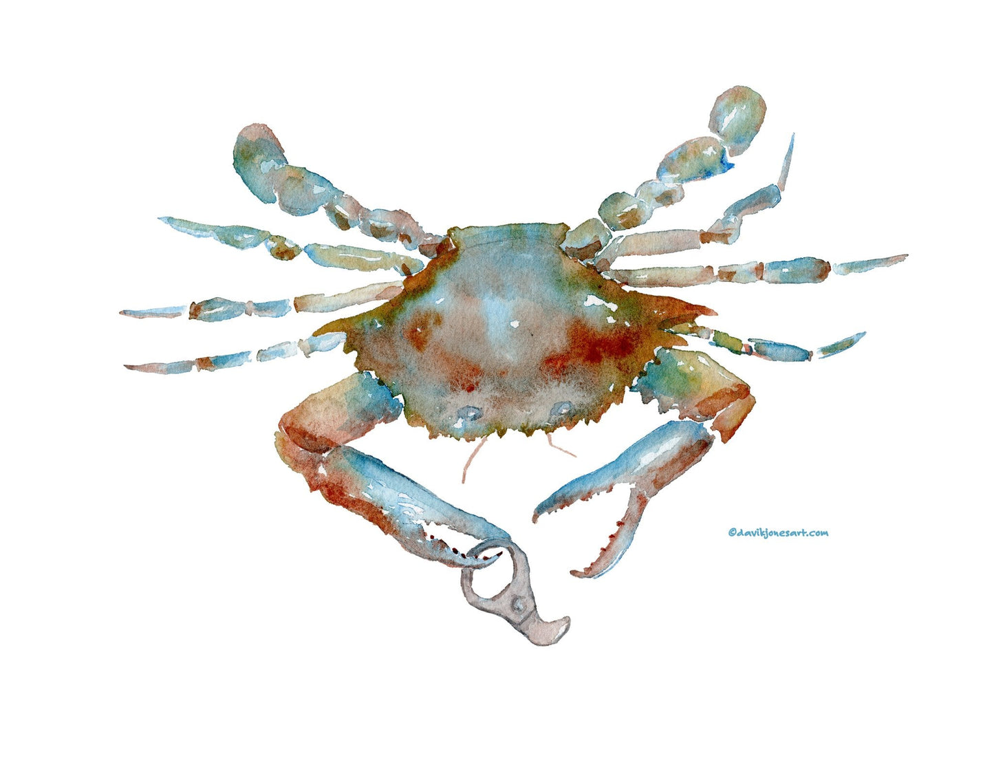 Pop - Top Crab - davidkjonesart