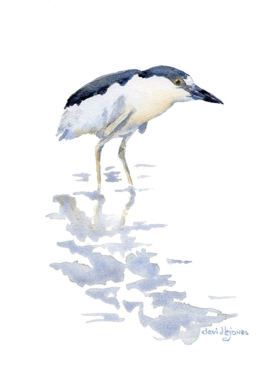 Pretty Bird (Black - Crowned Night Heron) Art Print - davidkjonesart